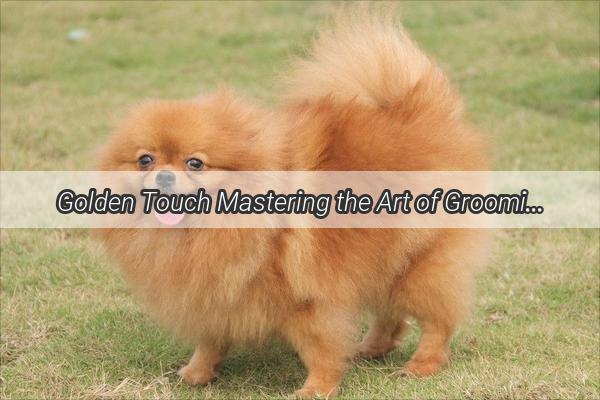 Golden Touch Mastering the Art of Grooming Your Golden Retrievers Luxurious Fur